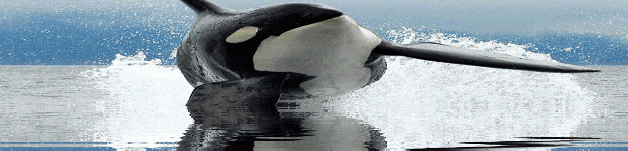 Creature of the deep, Orca reflecting on surface of the water